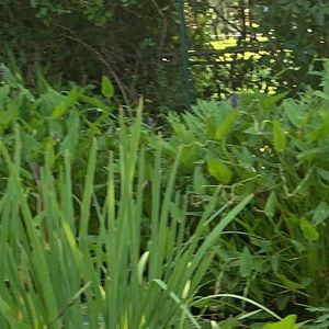 Meet your Posher, Juliana